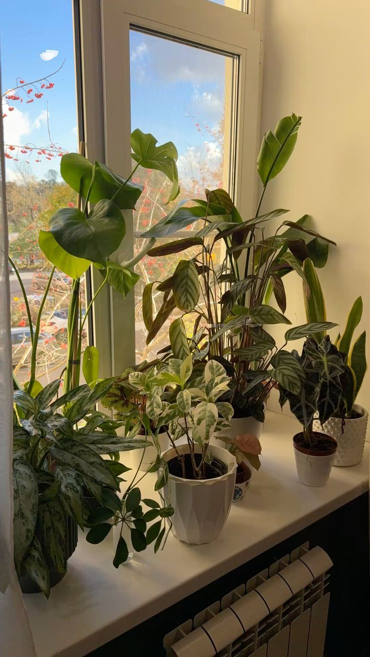 A Tranquil Window Garden Bathed in Natural Light
