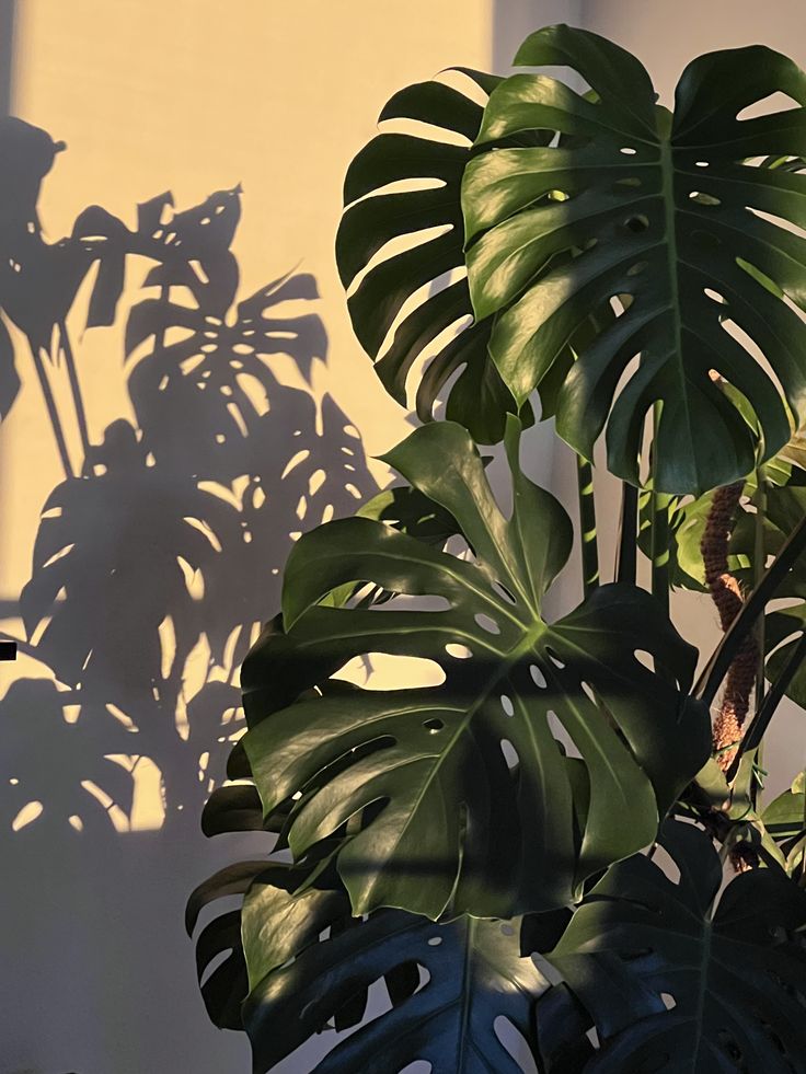 Monstera Leaves Illuminated by Evening Sunlight