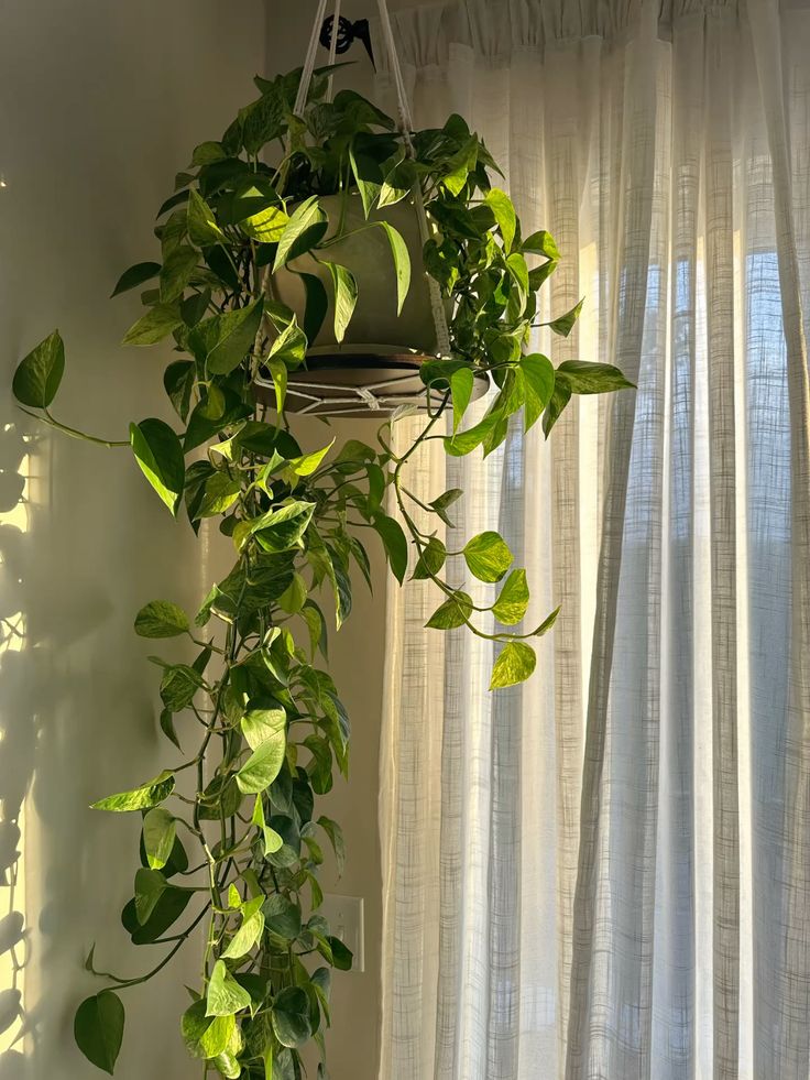 Cascading Greenery in Golden Hour Serenity