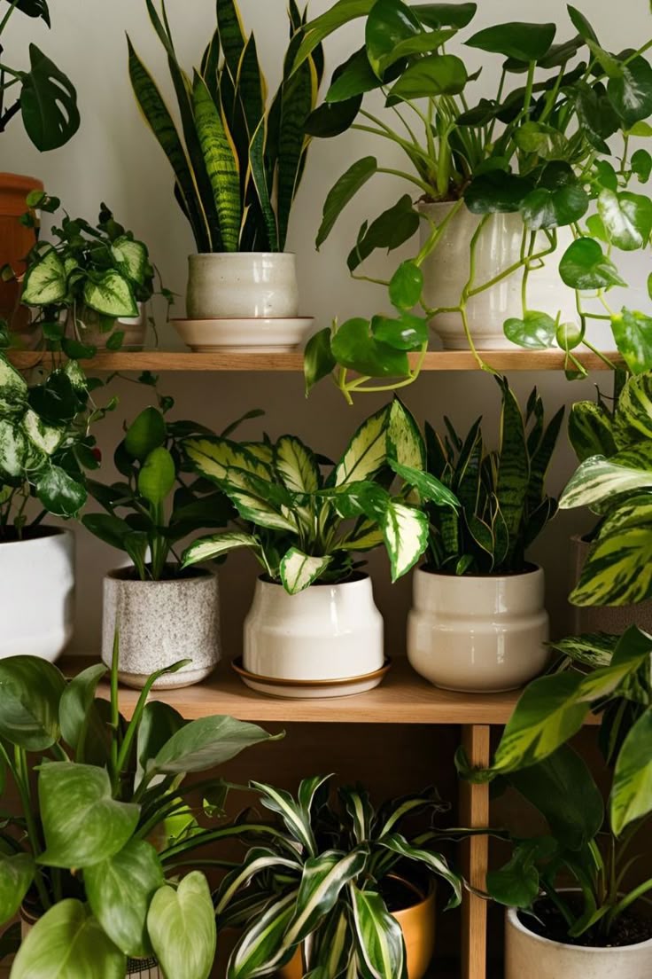 Indoor Plant Haven: A Beginner’s Guide to Green Serenity
