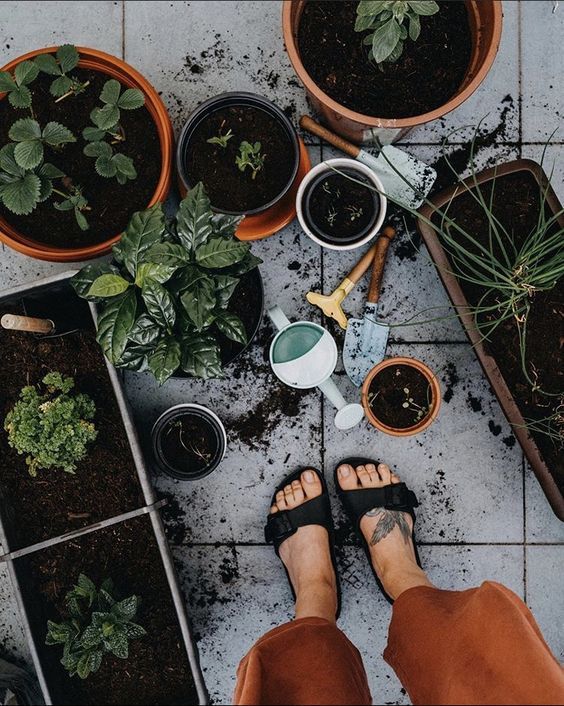 Cultivating Green Serenity: A Ground-Level View of Plant Aesthetic