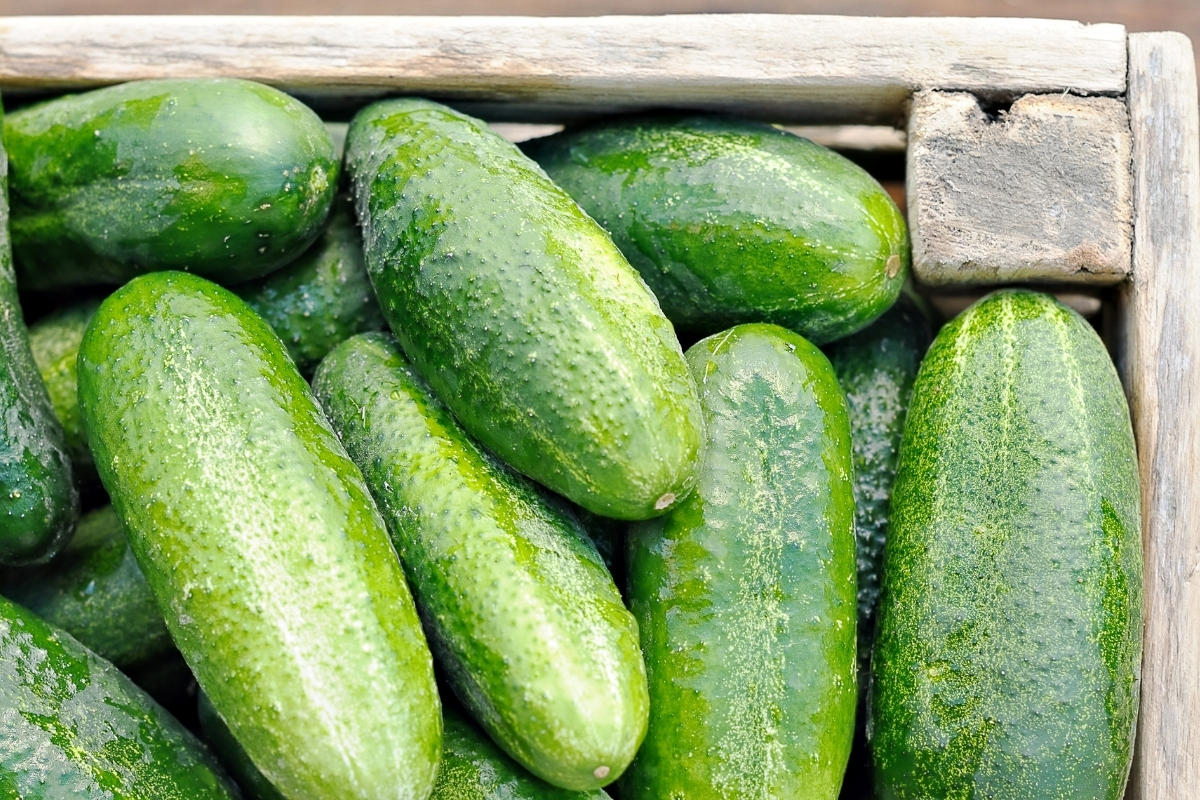 Fresh cucumbers stored in the refrigerator to keep them crisp
