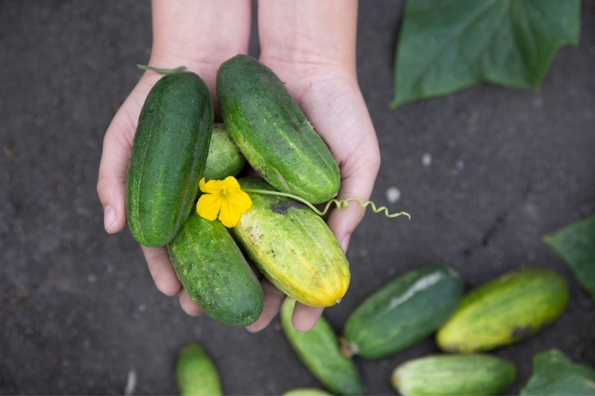 Harvesting cucumbers from the garden trellis